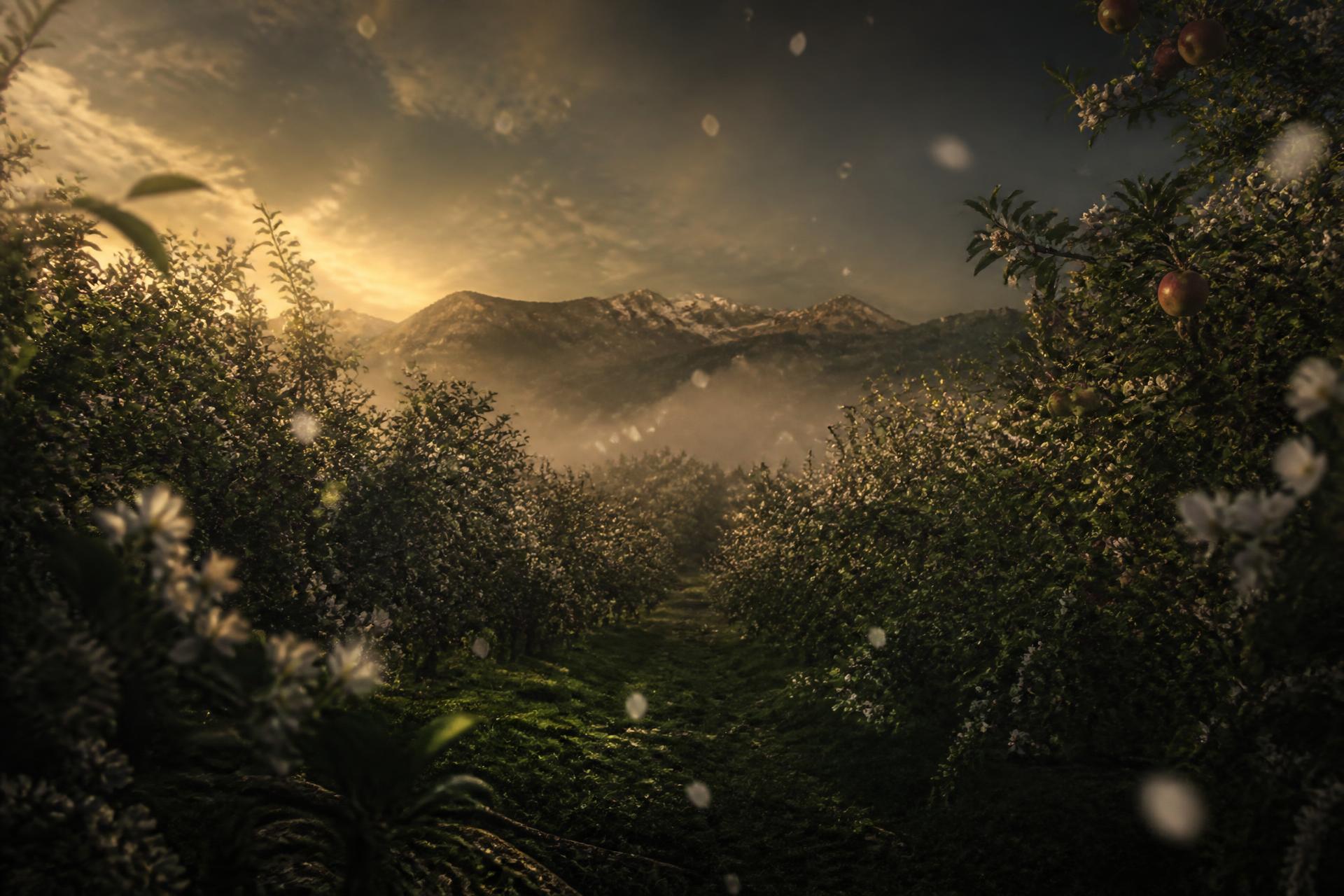 Huerto de manzanos patagónico al atardecer, atmósfera de la Apple Jam Series